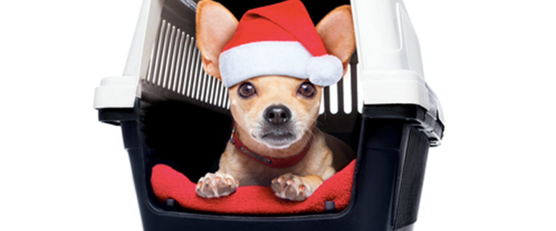 Traveling with Your Pet for the Holidays